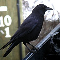 American Crow by Kevin McGowan
