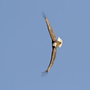 Bald Eagle (picture by Efren B. Adalem)