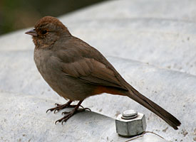 California Towhee (picture by Eric Rosenberg)