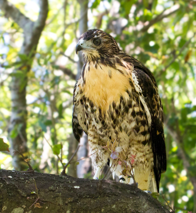Red-Tailed Hawk (picture from www.nativeanimalrescue.org)