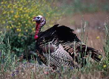 Wild Turkey (picture from National Geographic)