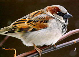 House Sparrow (image by Raymond Bellhumeur)
