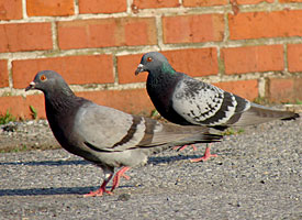 Rock Pigeon (picture by Beth Graham)