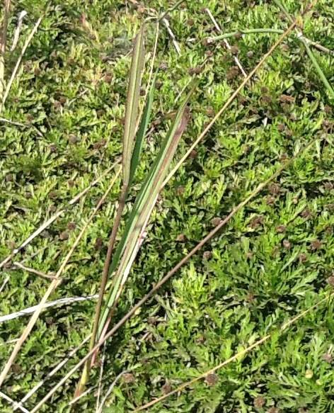 Native Sedge Grass